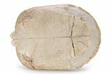 Fossil Female Tortoise (Testudo) Shell - South Dakota #249243-1